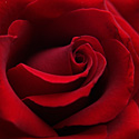 紅玫瑰白玫瑰，玫瑰人生