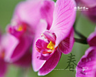 「春」花卉攝影桌布免費下載