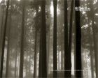 「林」風景攝影桌布免費下載