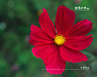 「綠葉紅花」花卉攝影桌布免費下載