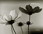 單色調花卉攝影桌布免費下載