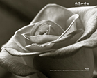玫瑰：攝影影像桌布免費下載