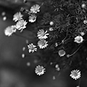 黑白花卉攝影20*20吋適合裝點居家