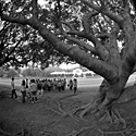 榕樹下：黑白風景攝影20*20吋居家佈置