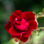 玫瑰：18*18 吋彩色攝影原作